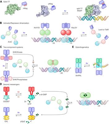 Light-regulated gene expression in Bacteria: Fundamentals, advances, and perspectives